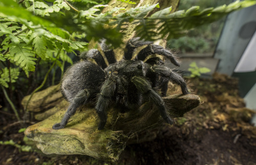 Brazilian Black Tarantula