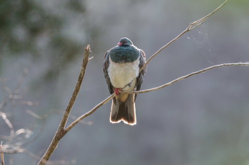 Photo of Kererū by Tony Stoddard from Kererū Discovery