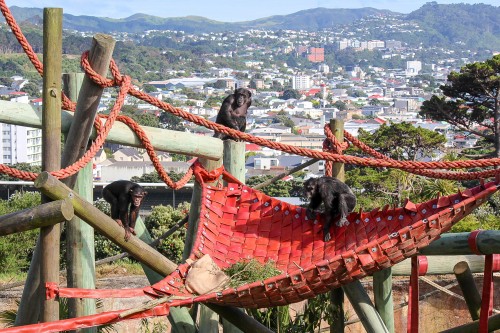 Chimps: Bakari, Sally and Cara