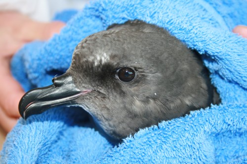 Chatham Island Taiko in The Nest Te Kōhanga 