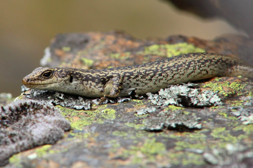 Grand Skink