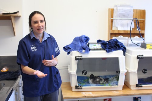 Vet Emily explaining how incubators have helped sea birds at The Nest Te Kōhanga