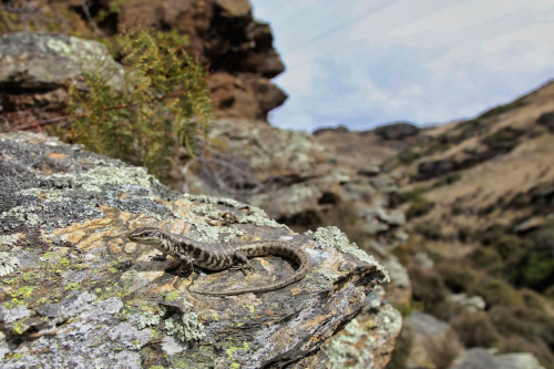 Otago Skink Habitat