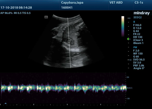 Ultrasound image of a baby Capybara