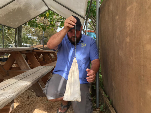 Dave weighing a Blue Iguana