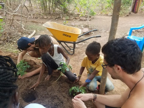 Children helping to plant tomato plants