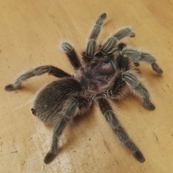 Rosie the Tarantula