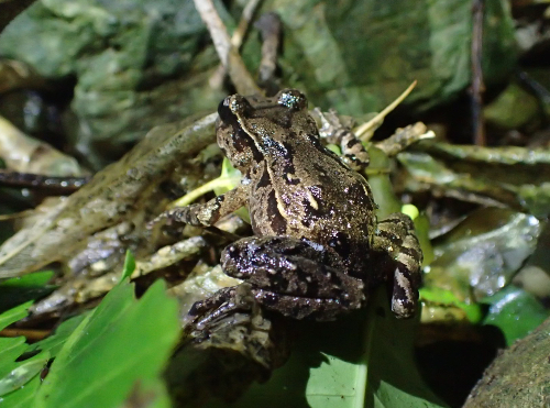 Maud island Frog