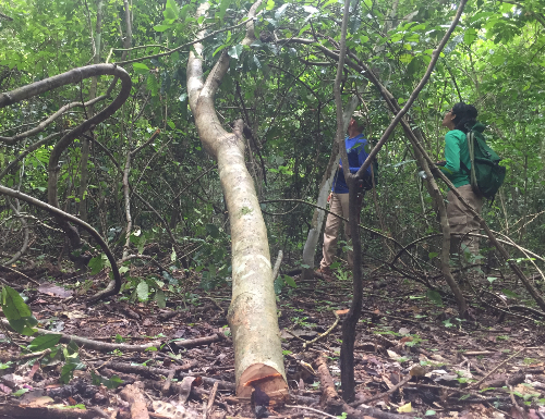 illegal tree felling