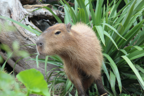 Pepe, the Zoo’s most eligible bachelor 