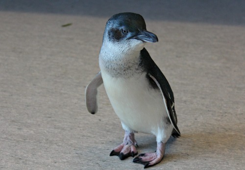 Little Blue Penguin at The Nest